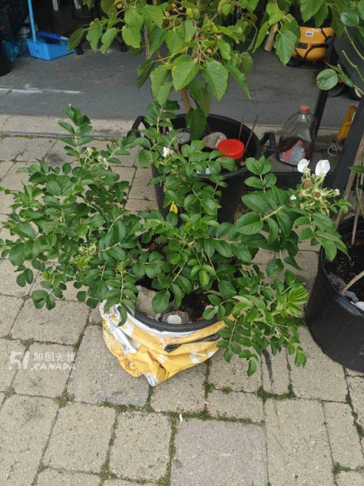 [集市好物]爬滕蔷薇花和白色的玫瑰花