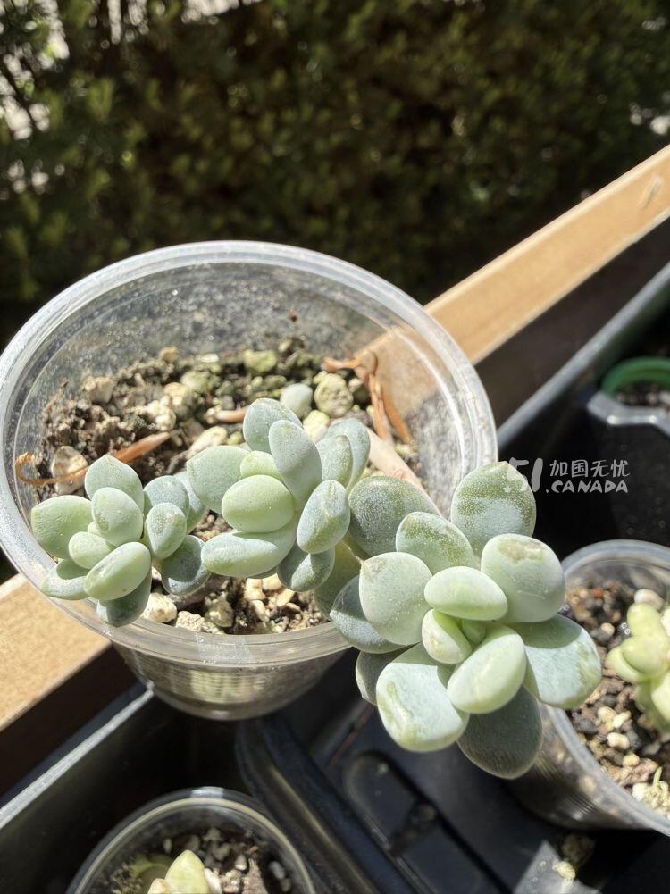 [集市好物]密市橡树屯出健康多肉小苗