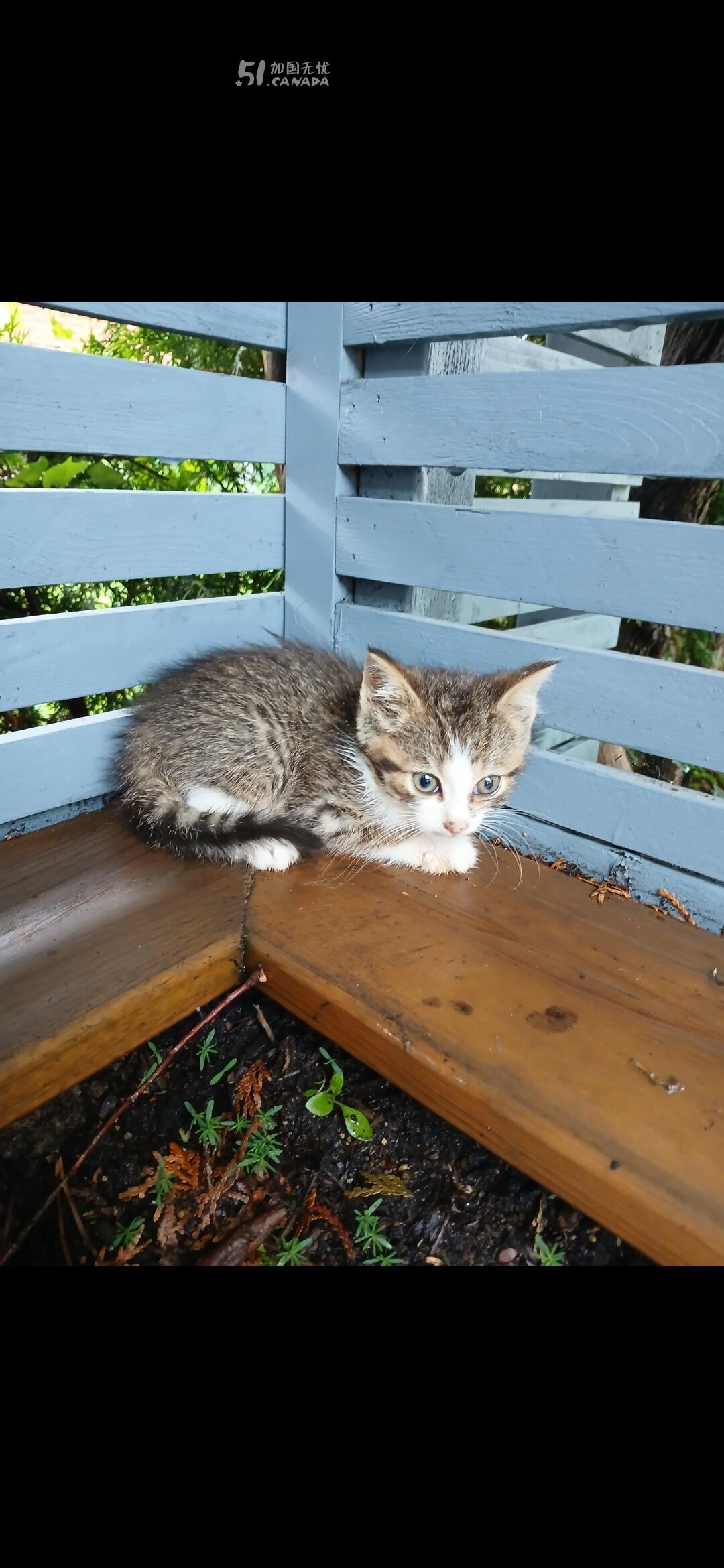 [集市好物]猫咪转让(2个月大)