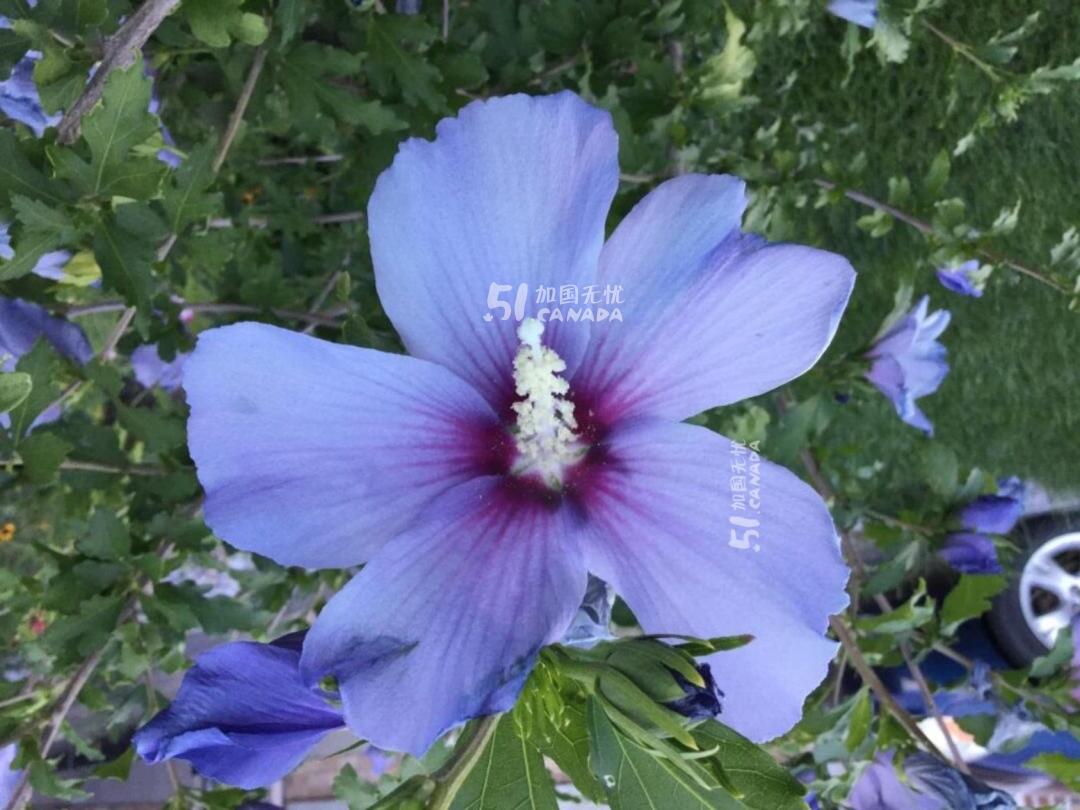 [集市好物]木槿花树