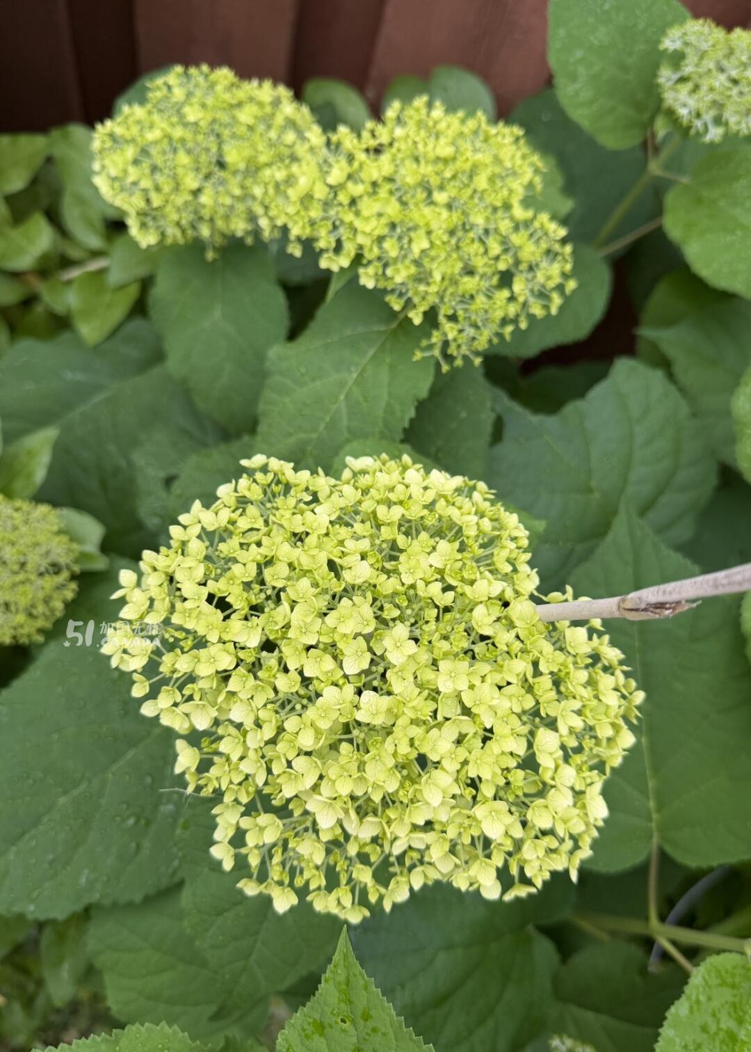 [集市好物]乔木绣球花