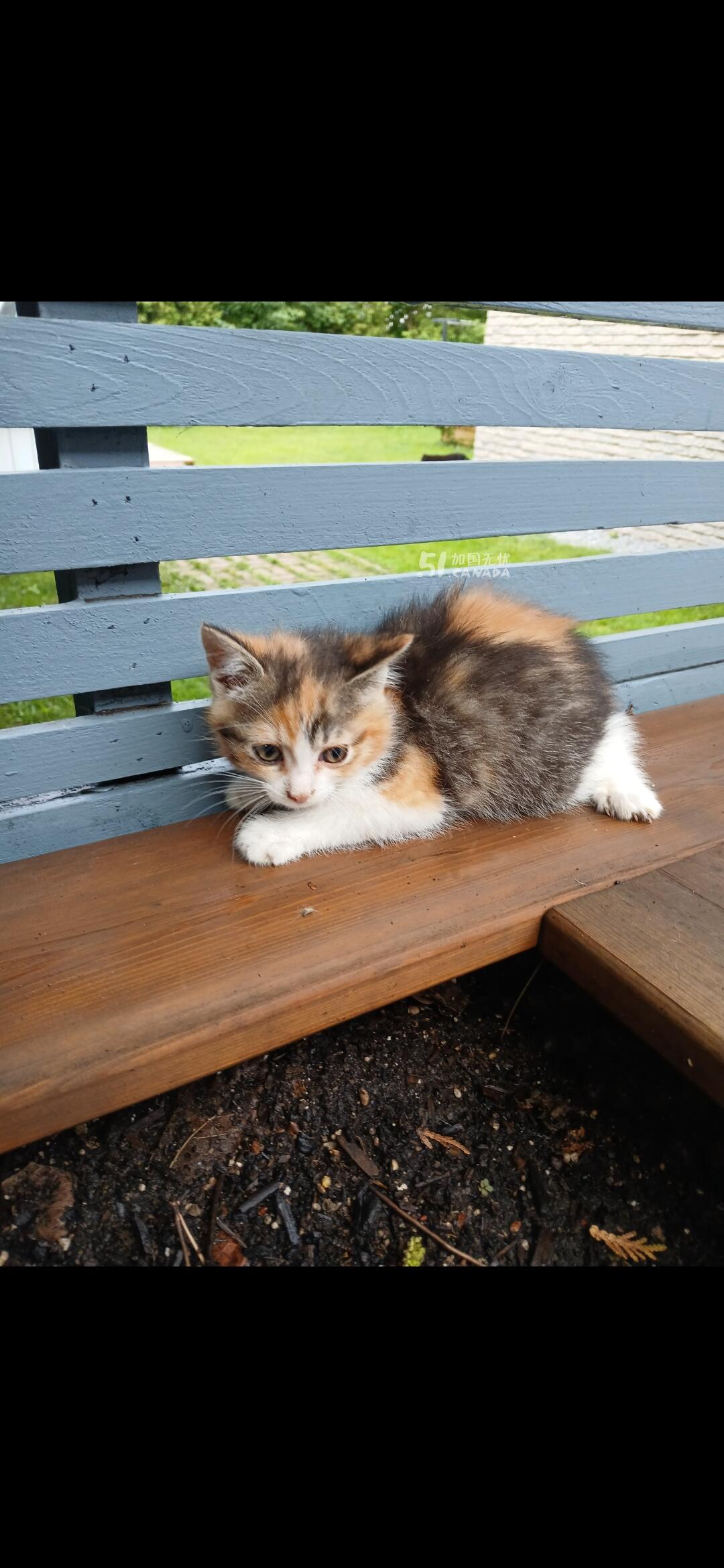 [集市好物]猫咪转让(2个月大)