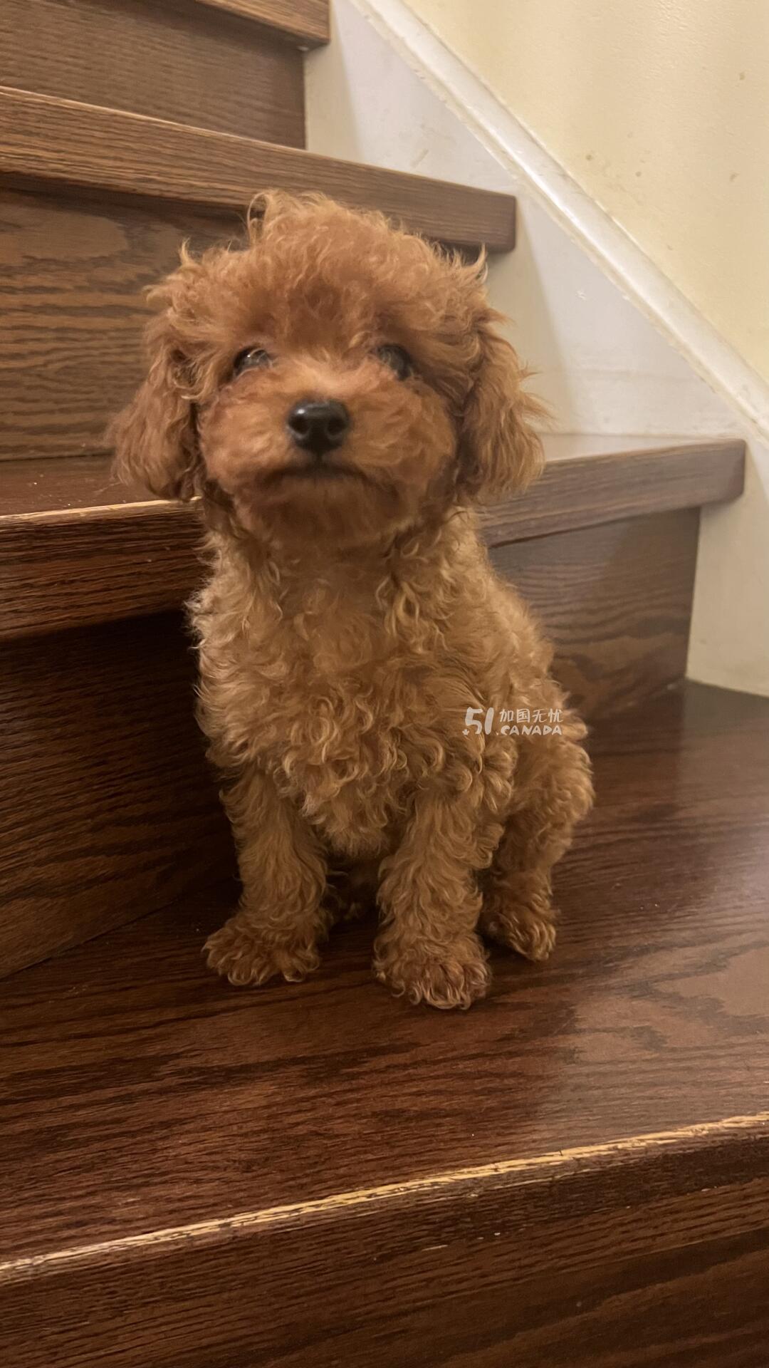 [集市好物]玩具泰迪 toy poodle