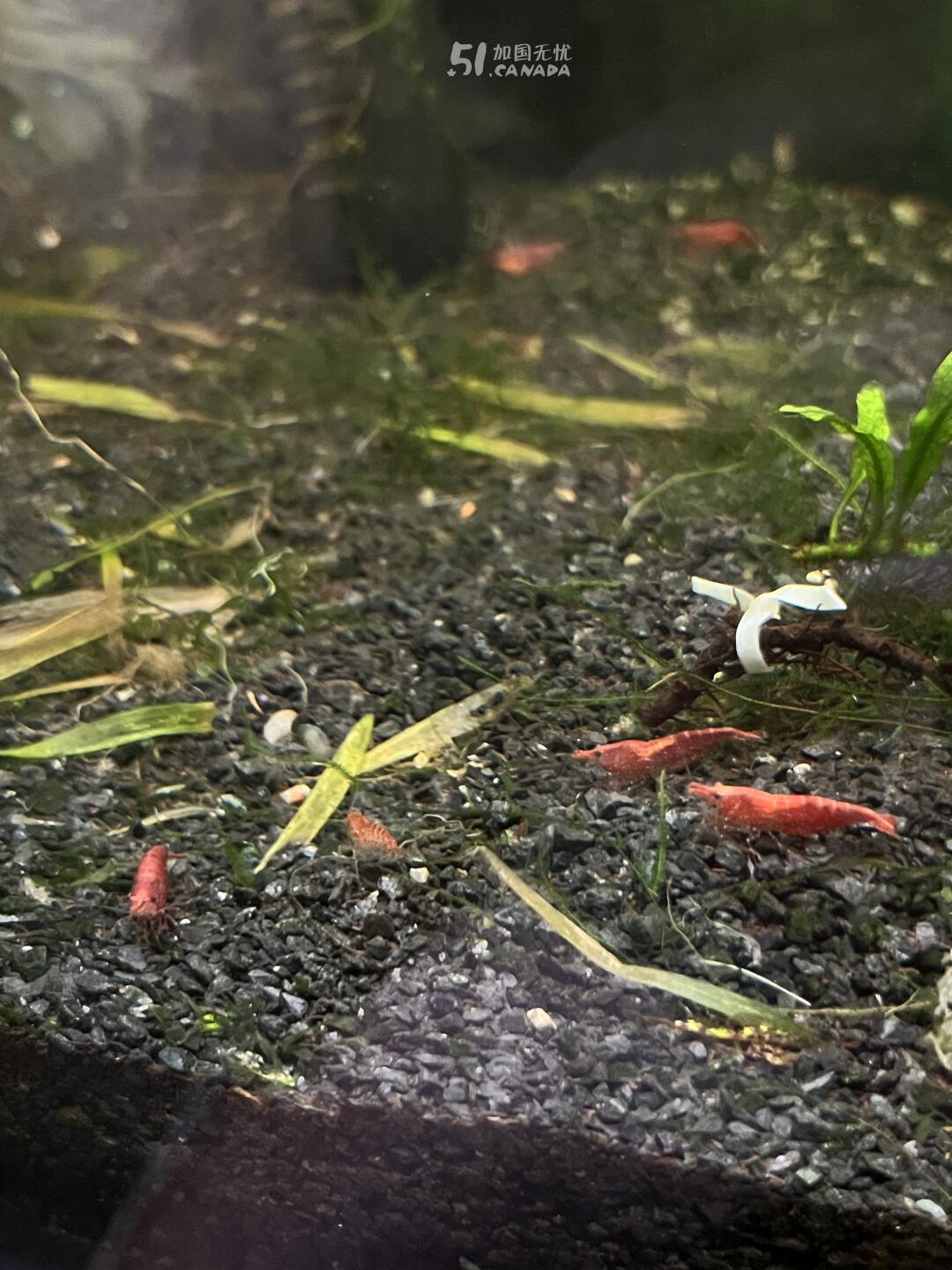 [集市好物]Cherry Shrimp