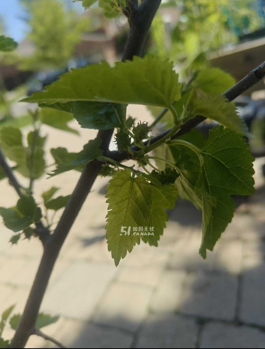 [集市好物]四年多的桑葚树。