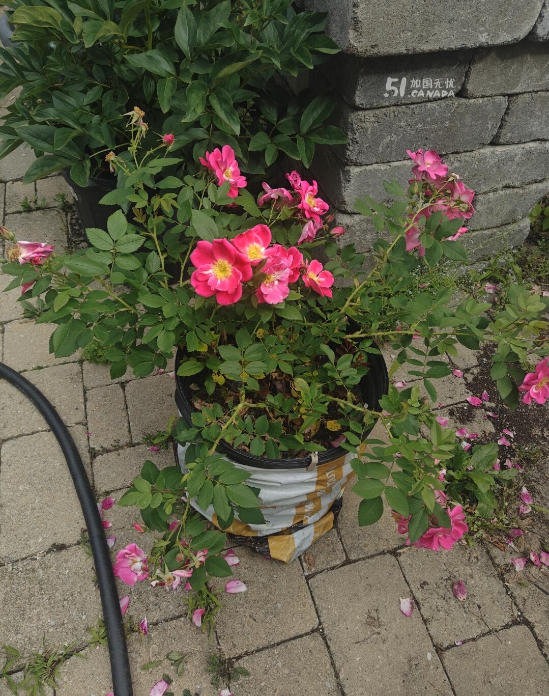 [集市好物]大盆爬滕蔷薇花和大盆白色玫瑰花