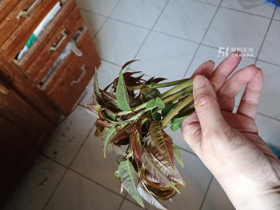 [集市好物]红根韭菜，香椿芽4$