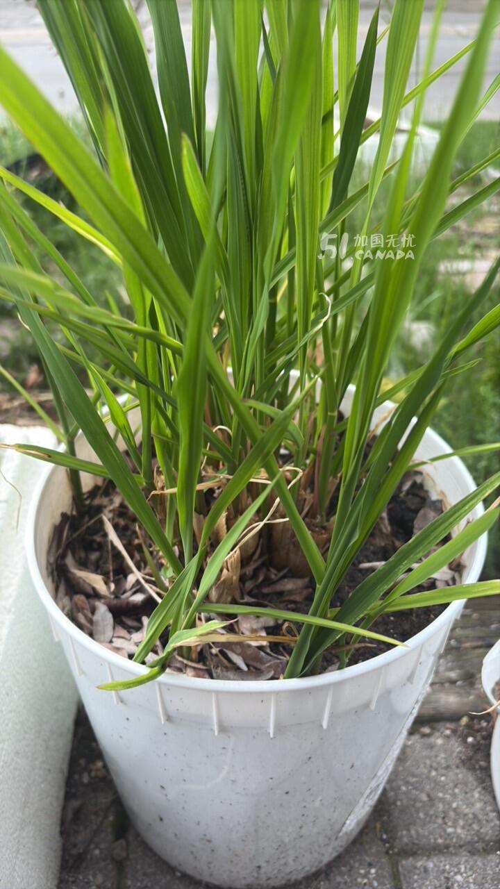 [集市好物]茭白
