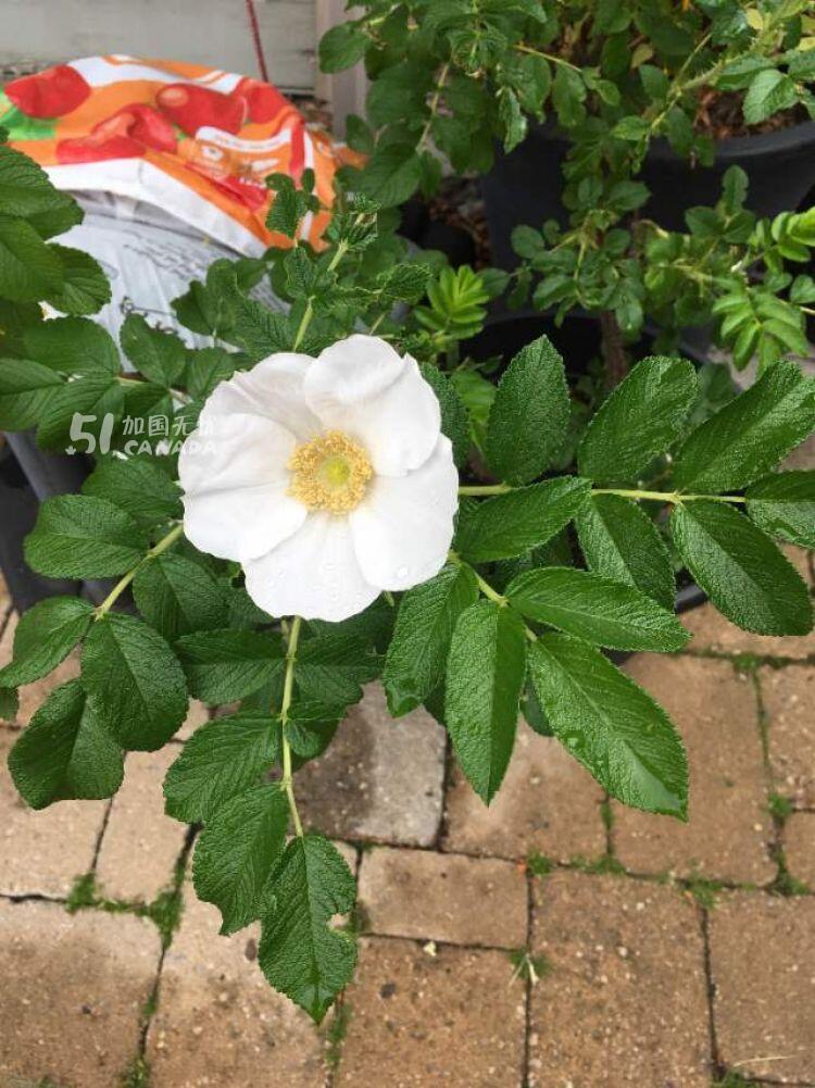 [集市好物]爬滕蔷薇花和白色的玫瑰花