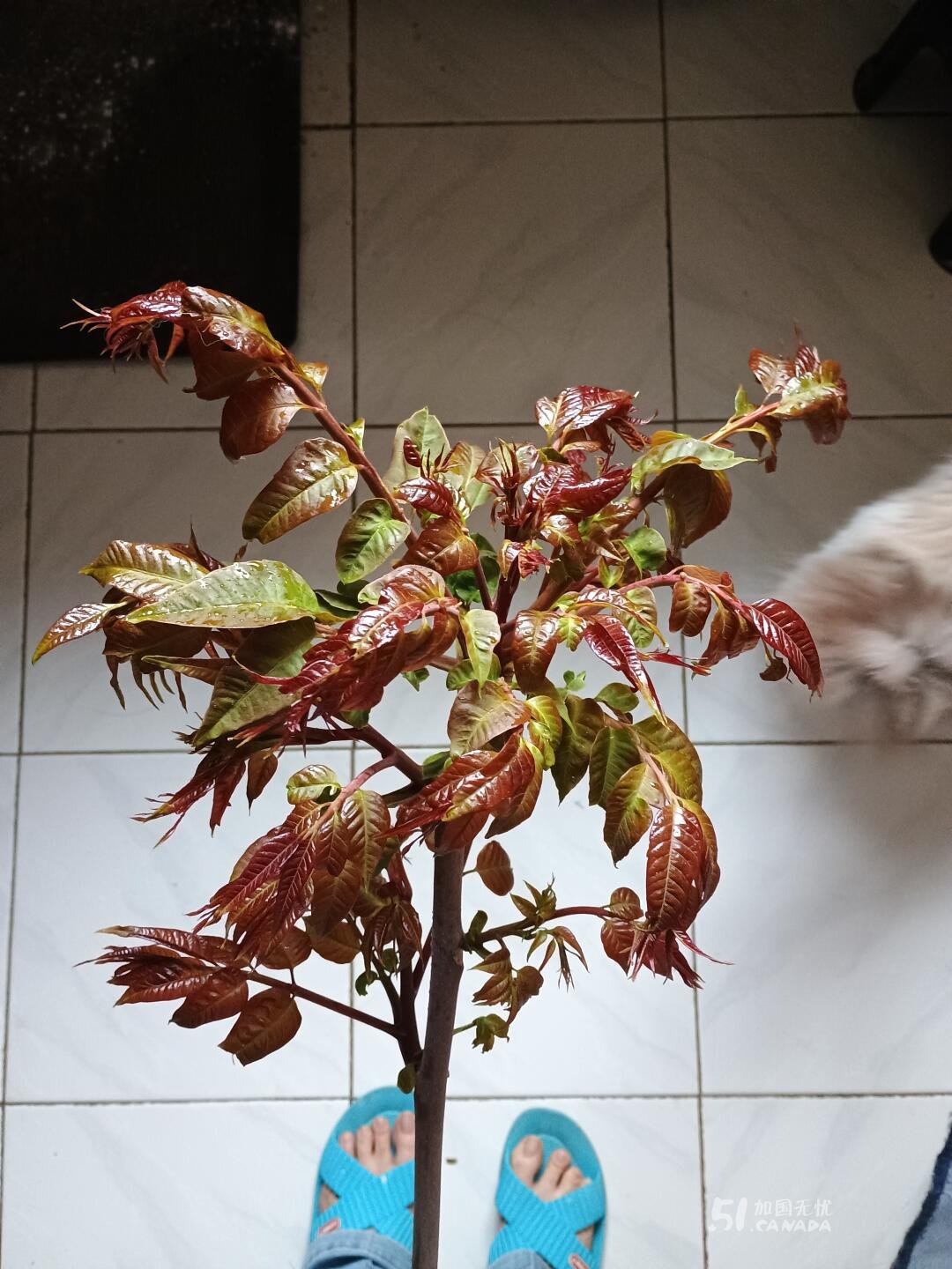 [集市好物]香椿嫩芽，香椿树苗