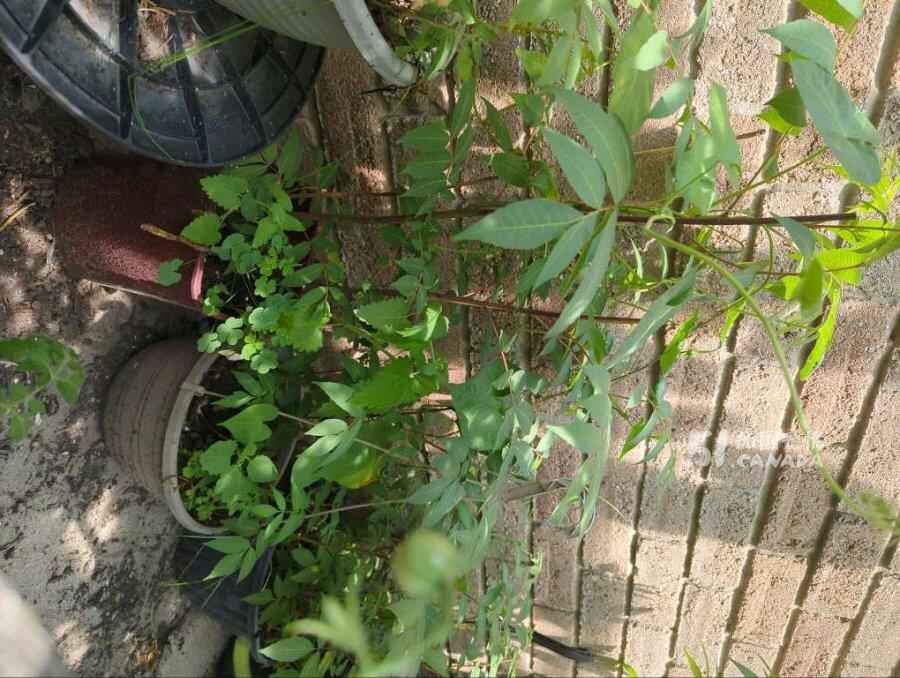 [集市好物]香椿树苗，盆栽的，（已移到盆里）
