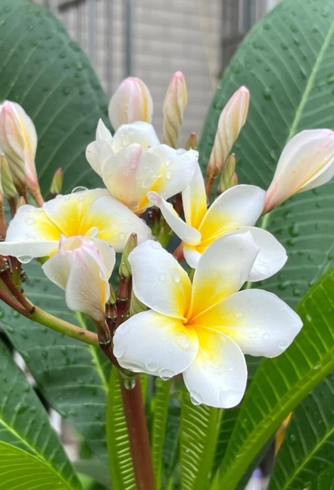 [集市好物]鸡蛋花两株，红色／黄色，
