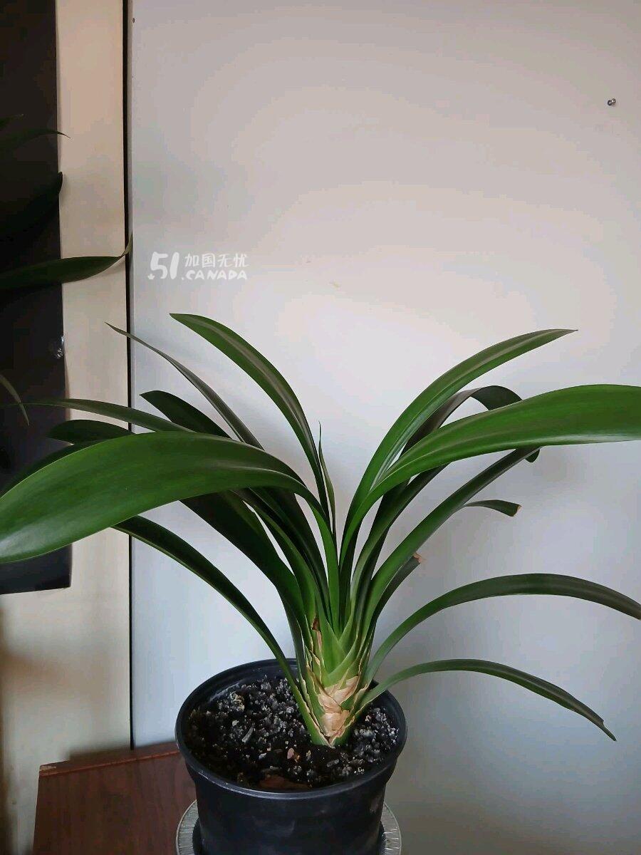 [集市好物]君子兰