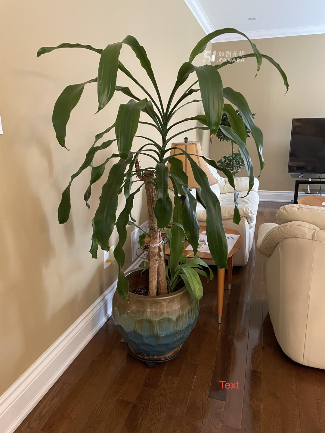 室内大植物