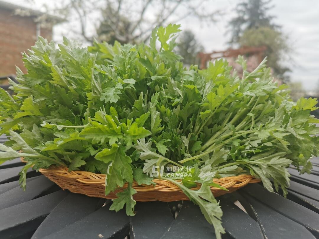 [集市好物] 新鲜艾草｜可食可种｜$5半磅嫩尖 / 带根可种