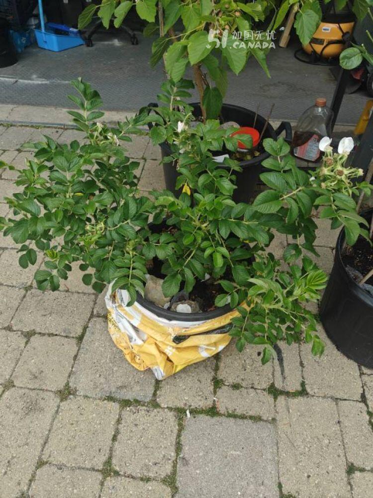 [集市好物]爬滕蔷薇花和白色的玫瑰花