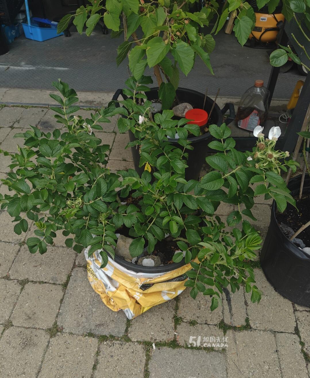 [集市好物]大盆爬滕蔷薇花和大盆白色玫瑰花