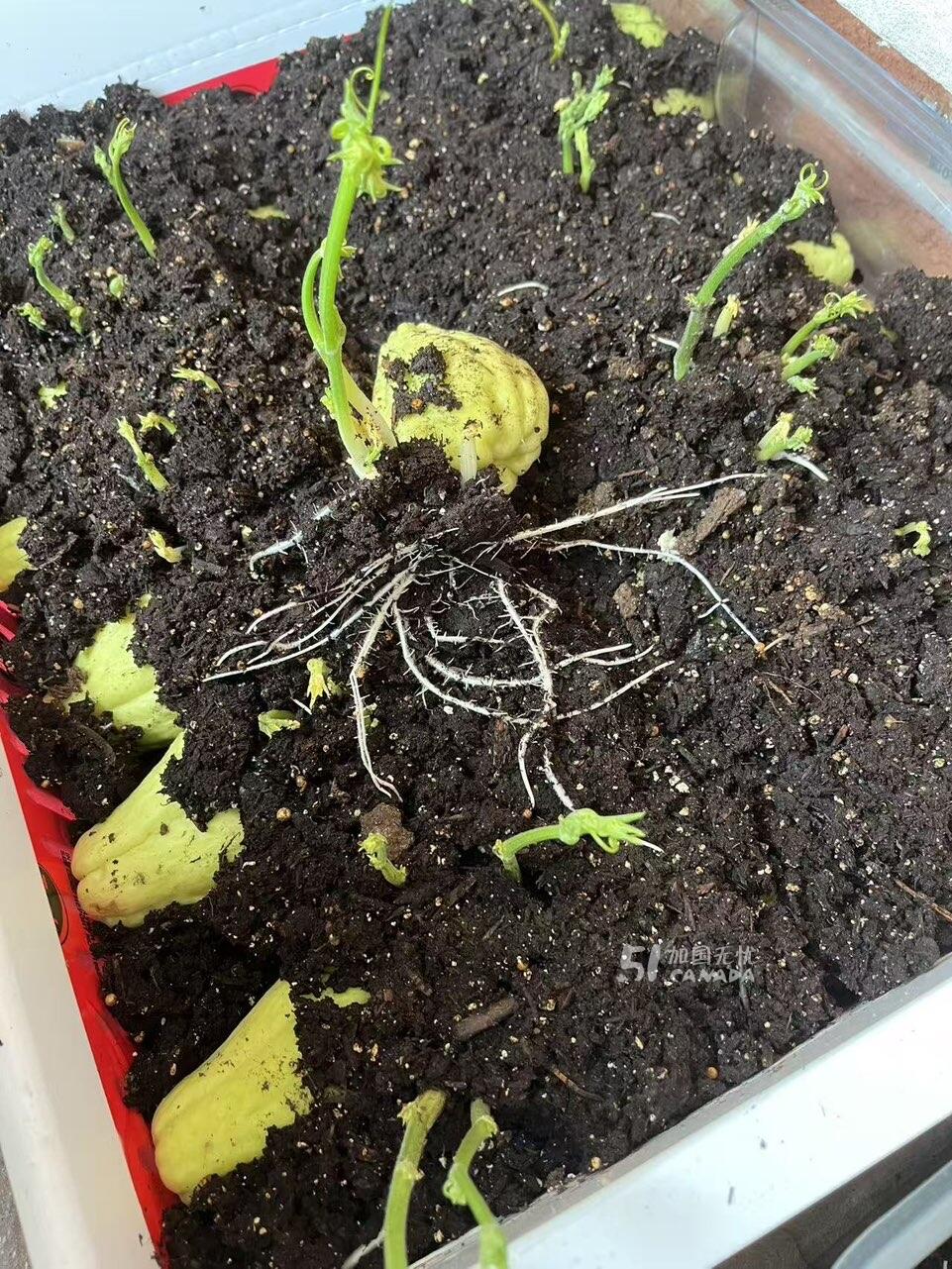 [集市好物]合掌瓜