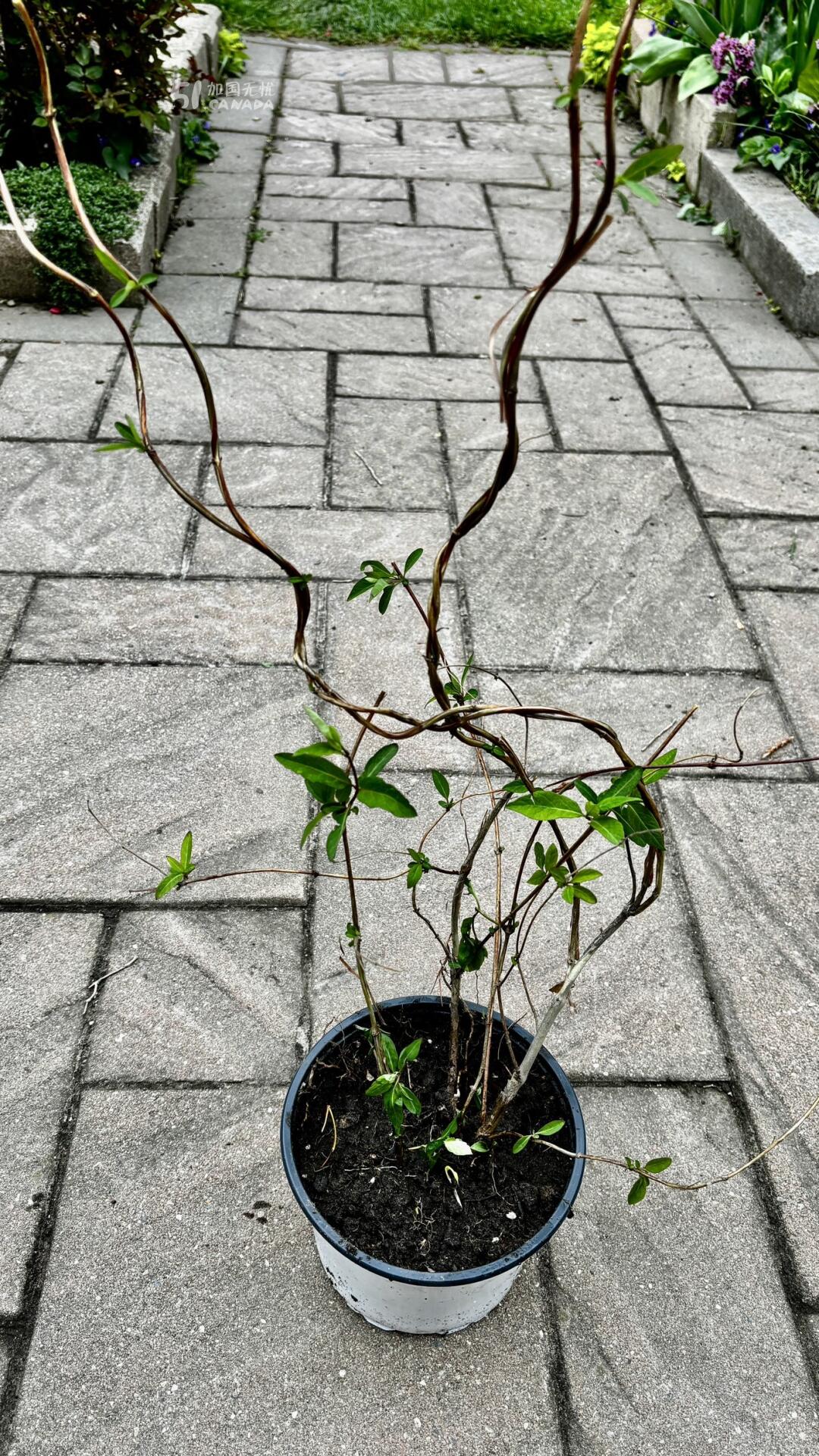 [集市好物]金银花