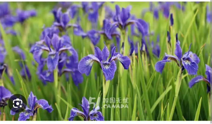 [集市好物]Orange Lily and purple Irish