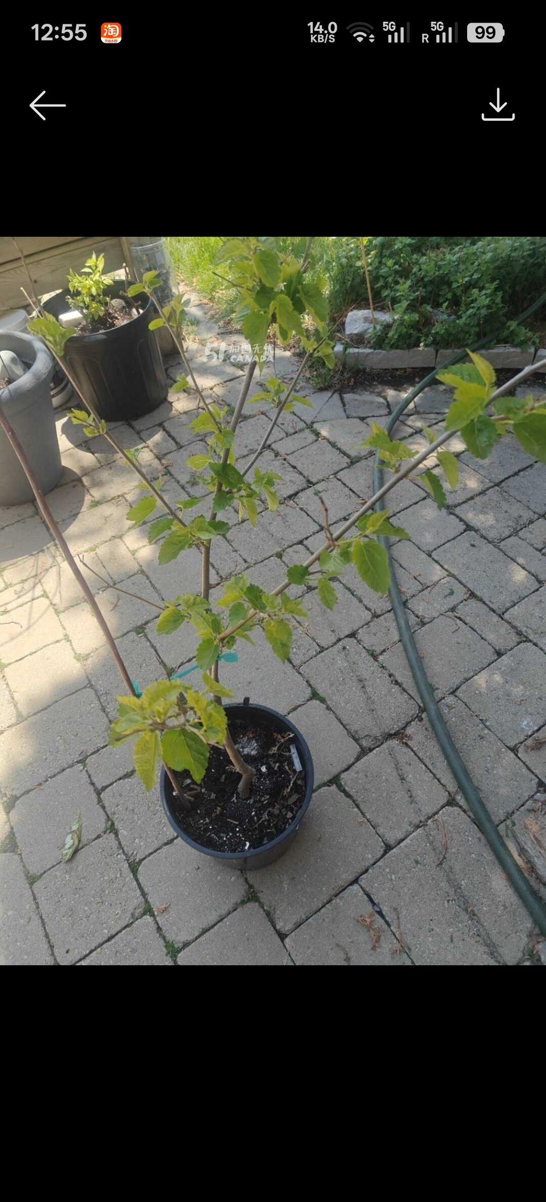 [集市好物]四年多的桑葚树。