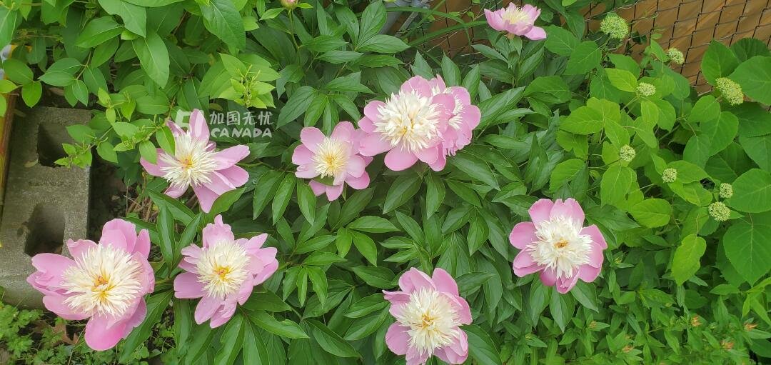 [集市好物]多年生植物&amp;牡丹&amp;兩株灌木的金銀花&amp;大丁香樹