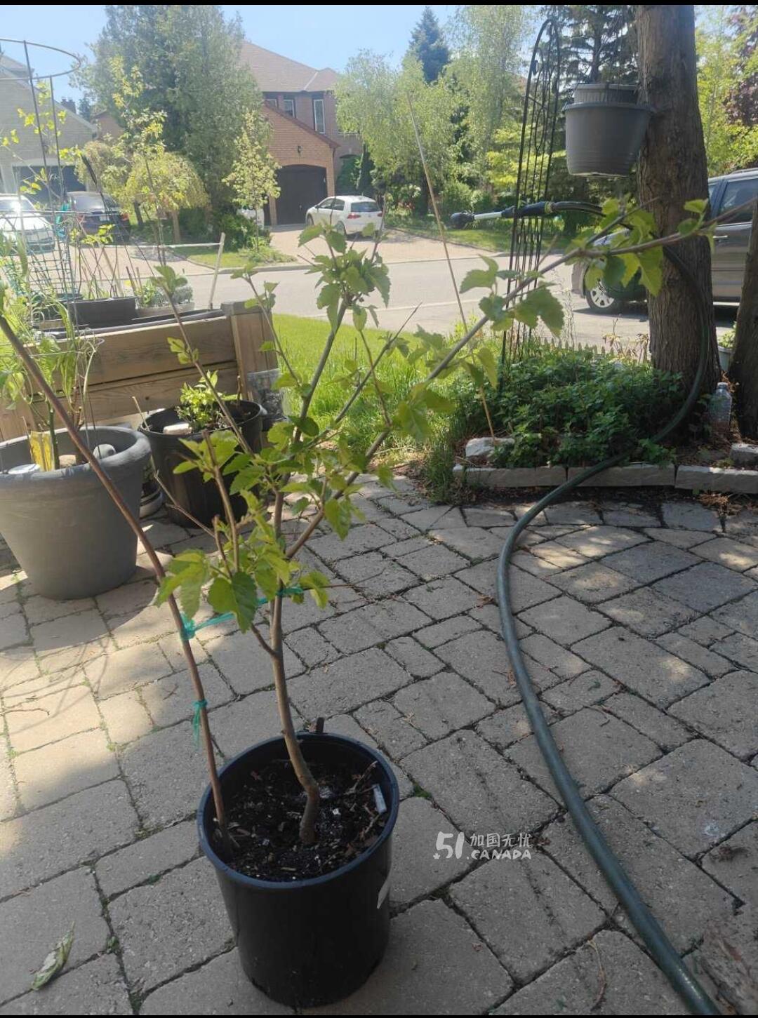 [集市好物]四年多的桑葚树。