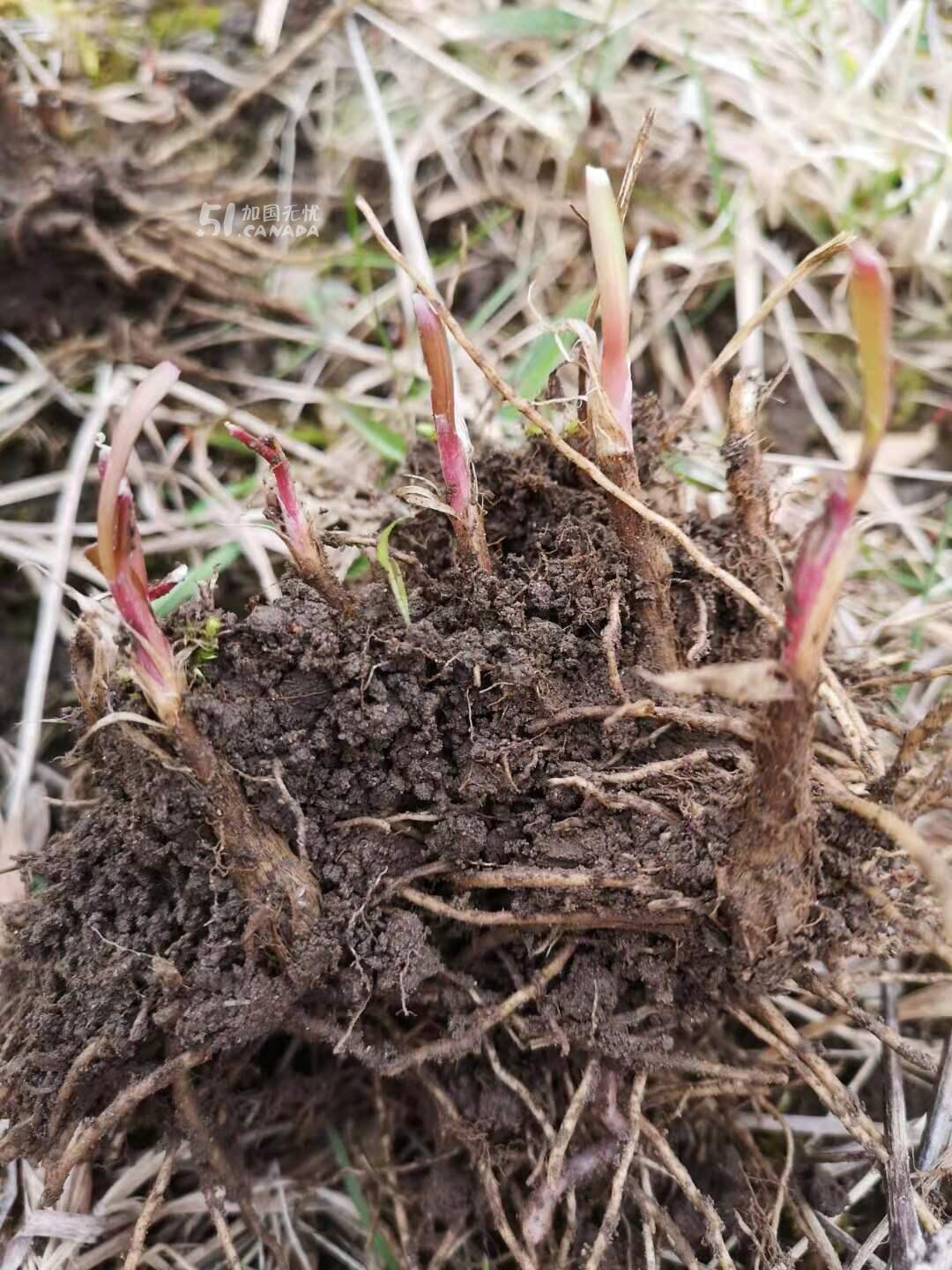 [集市好物]韭菜根。水芹菜根
