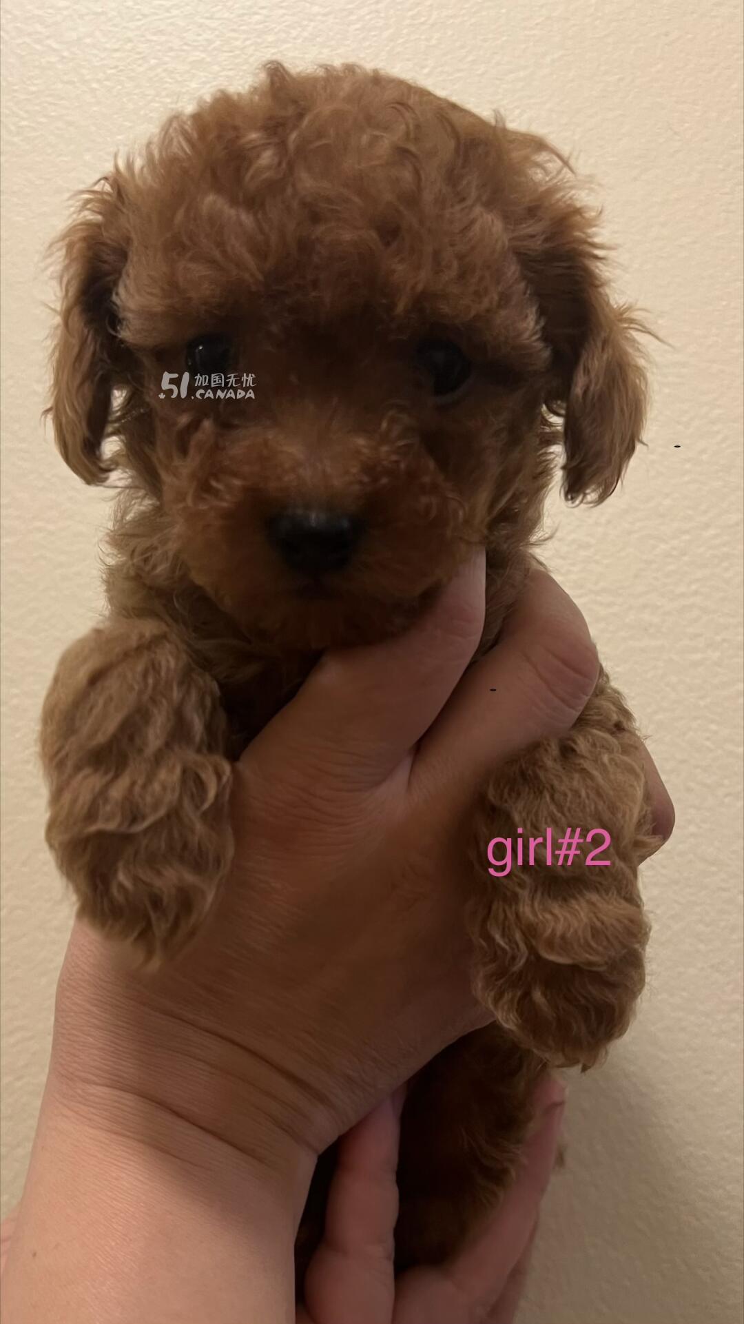 [集市好物]玩具泰迪 toy poodle