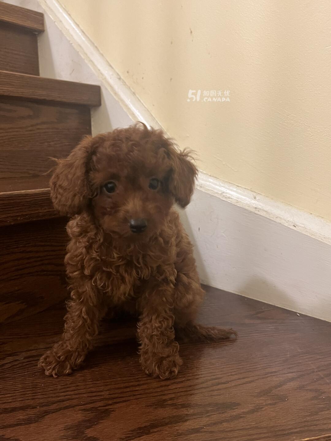 [集市好物]玩具泰迪 toy poodle