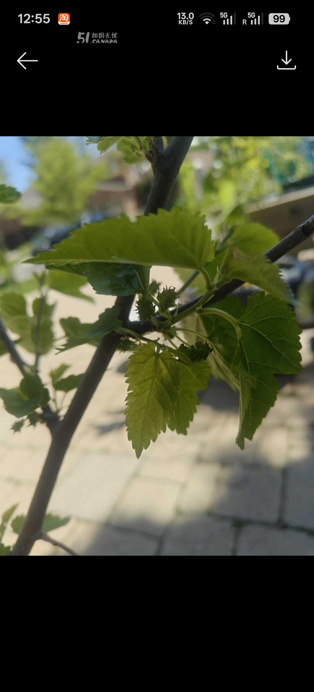 [集市好物]四年多的桑葚树。
