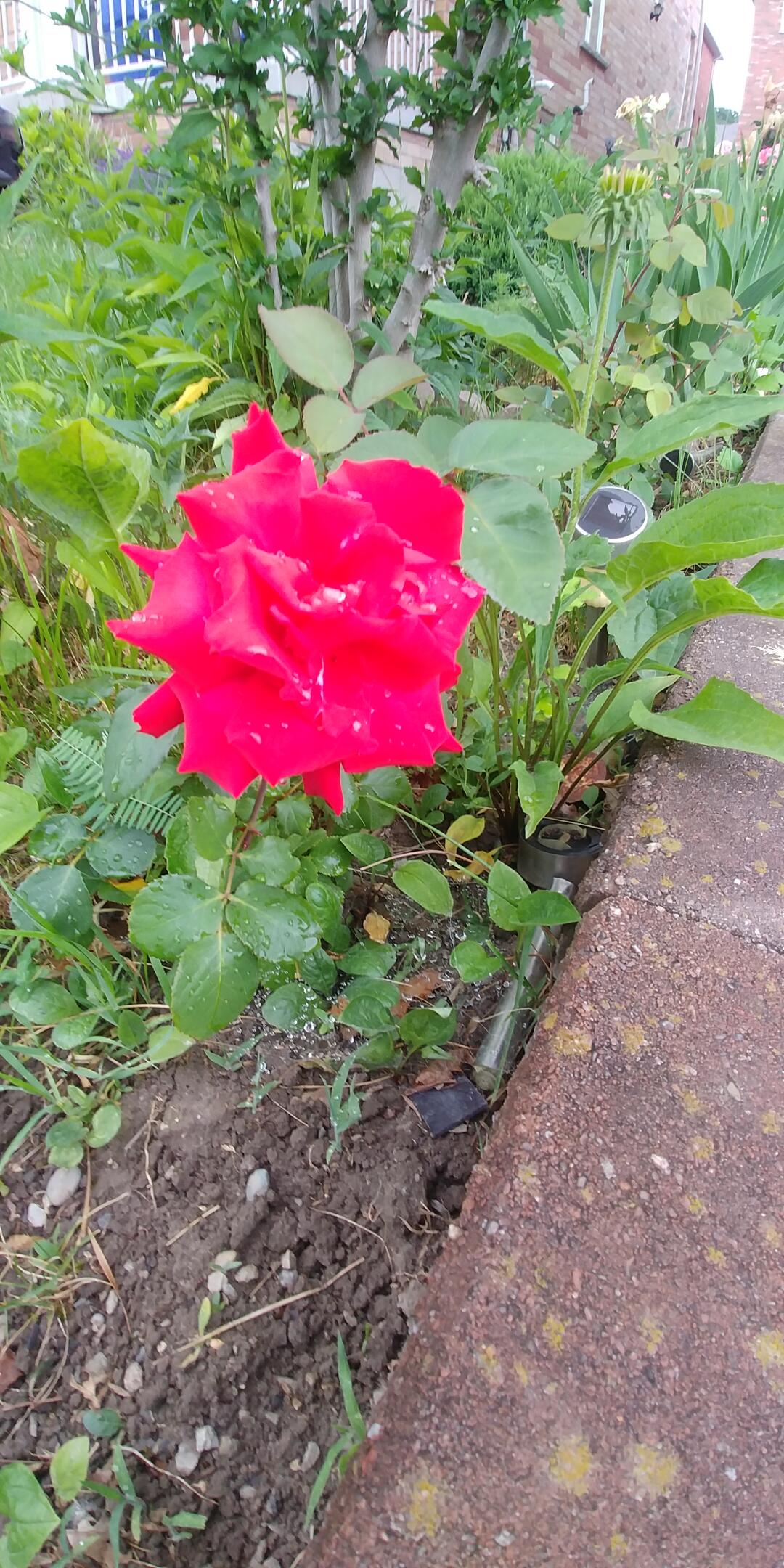 [集市好物]玫瑰