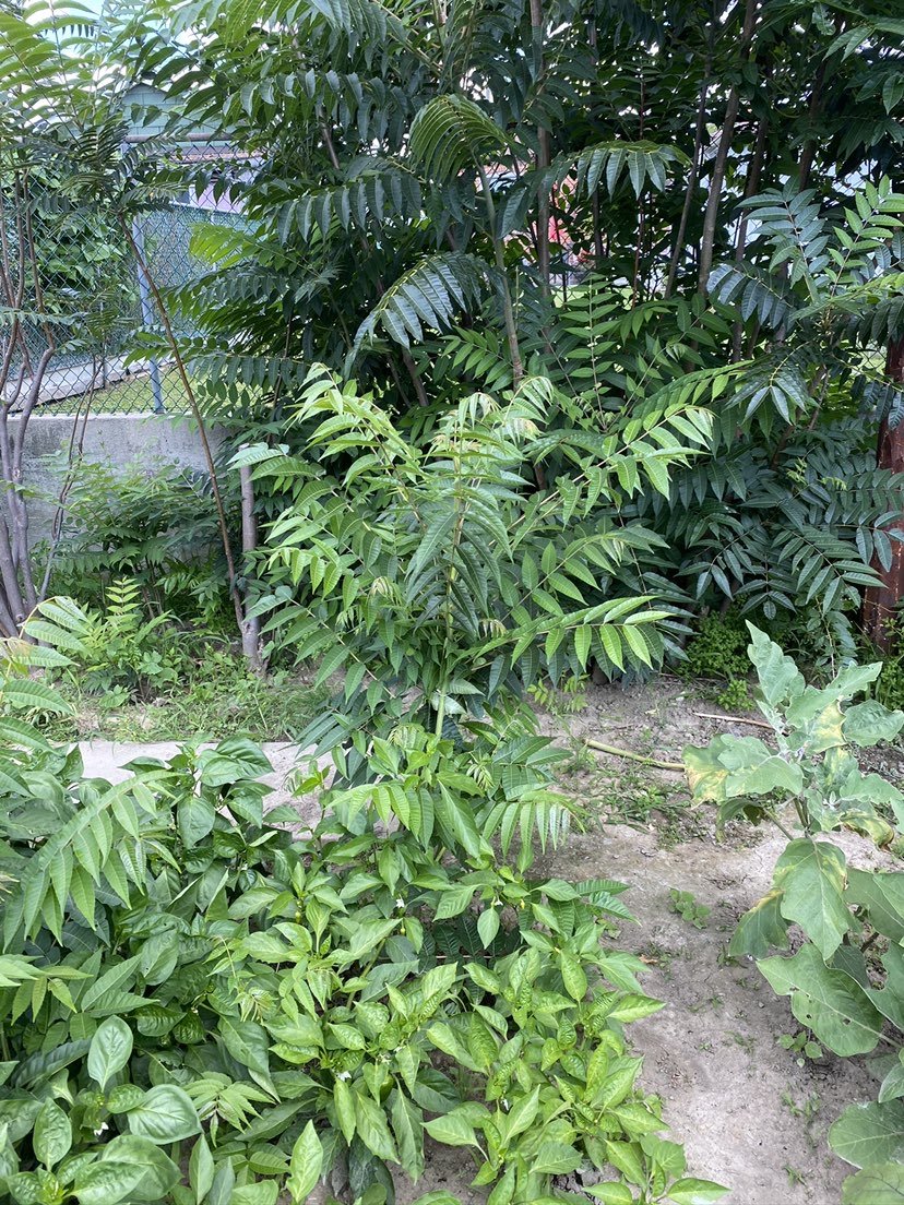 [集市好物]香椿树、香椿苗