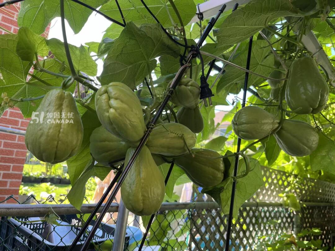 [集市好物]合掌瓜