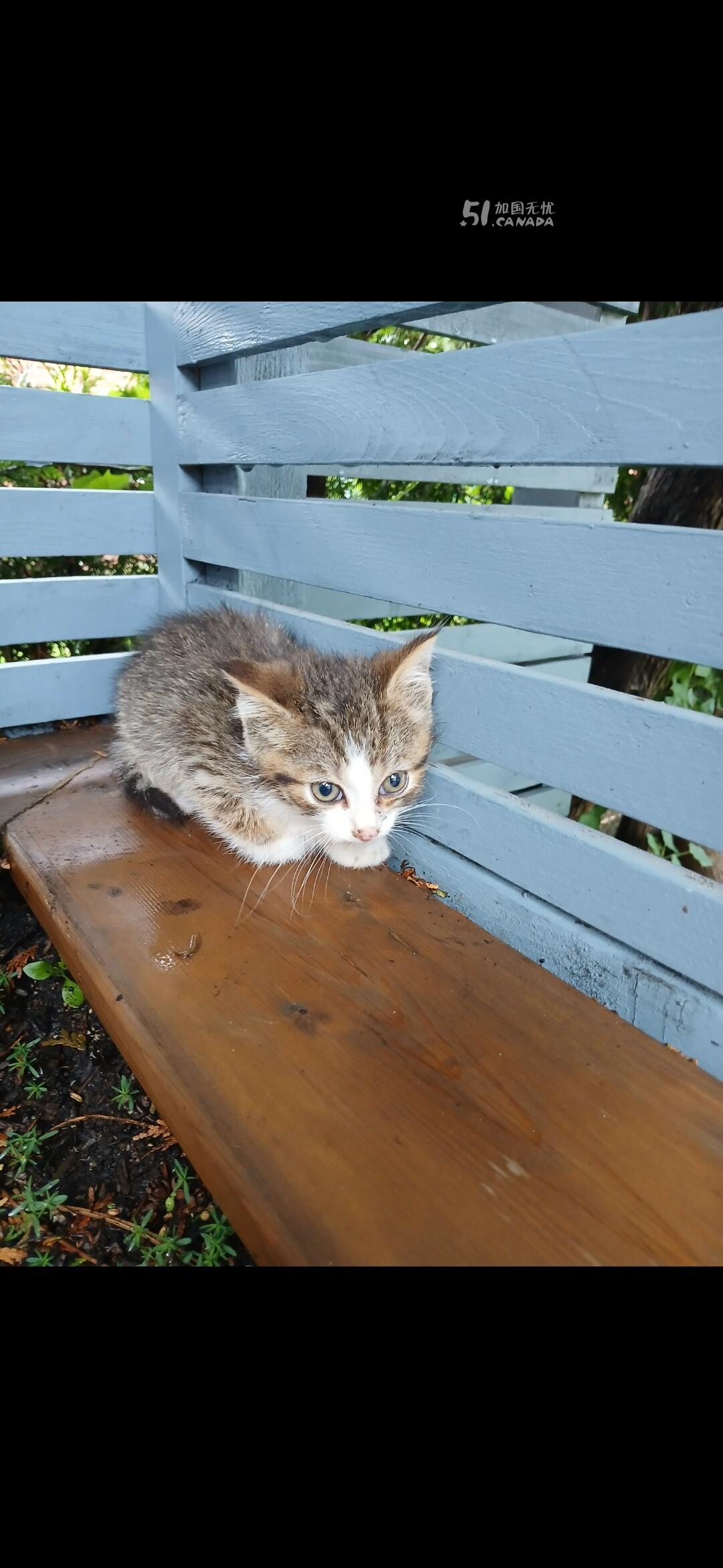 [集市好物]猫咪转让(2个月大)