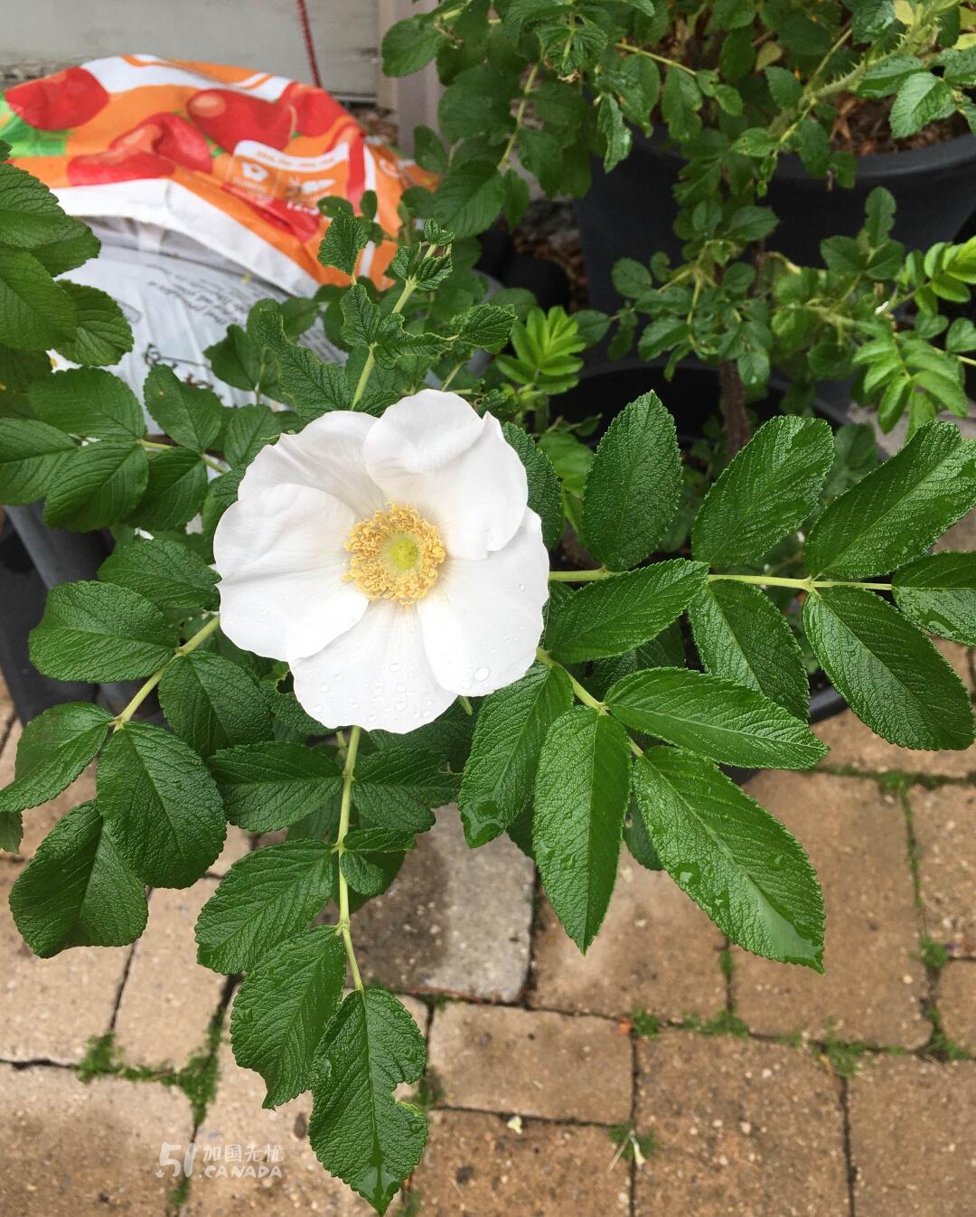 [集市好物]大盆爬滕蔷薇花和大盆白色玫瑰花