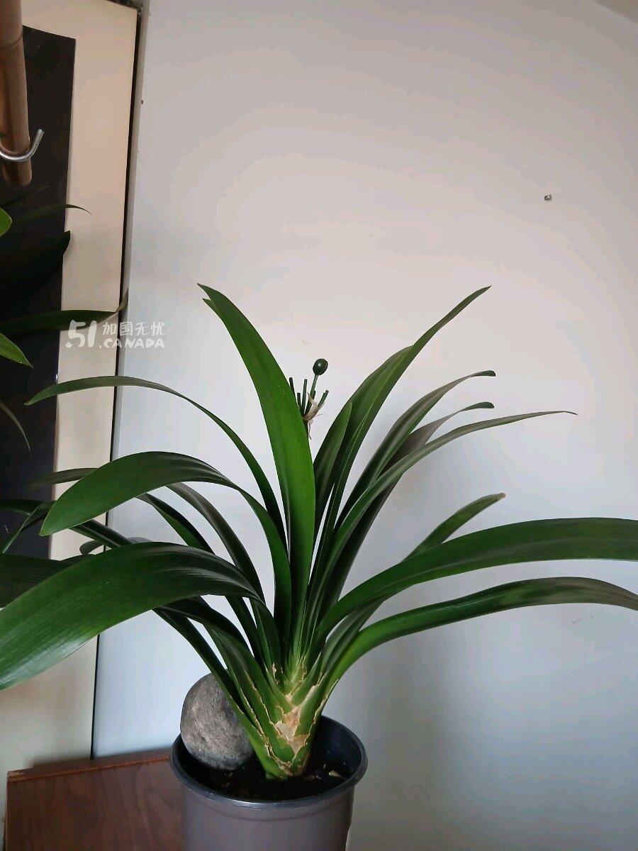 [集市好物]君子兰