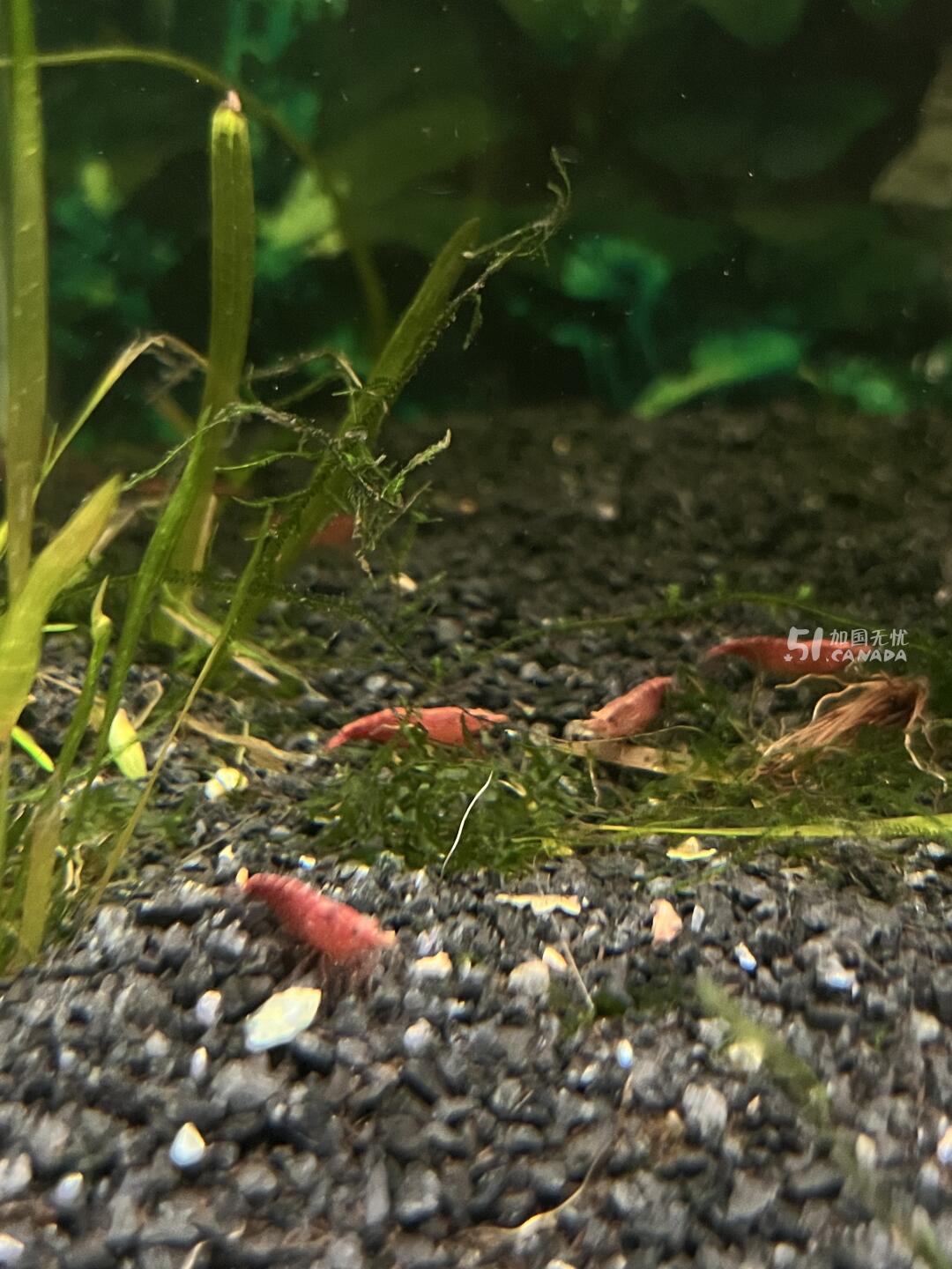 [集市好物]Cherry Shrimp