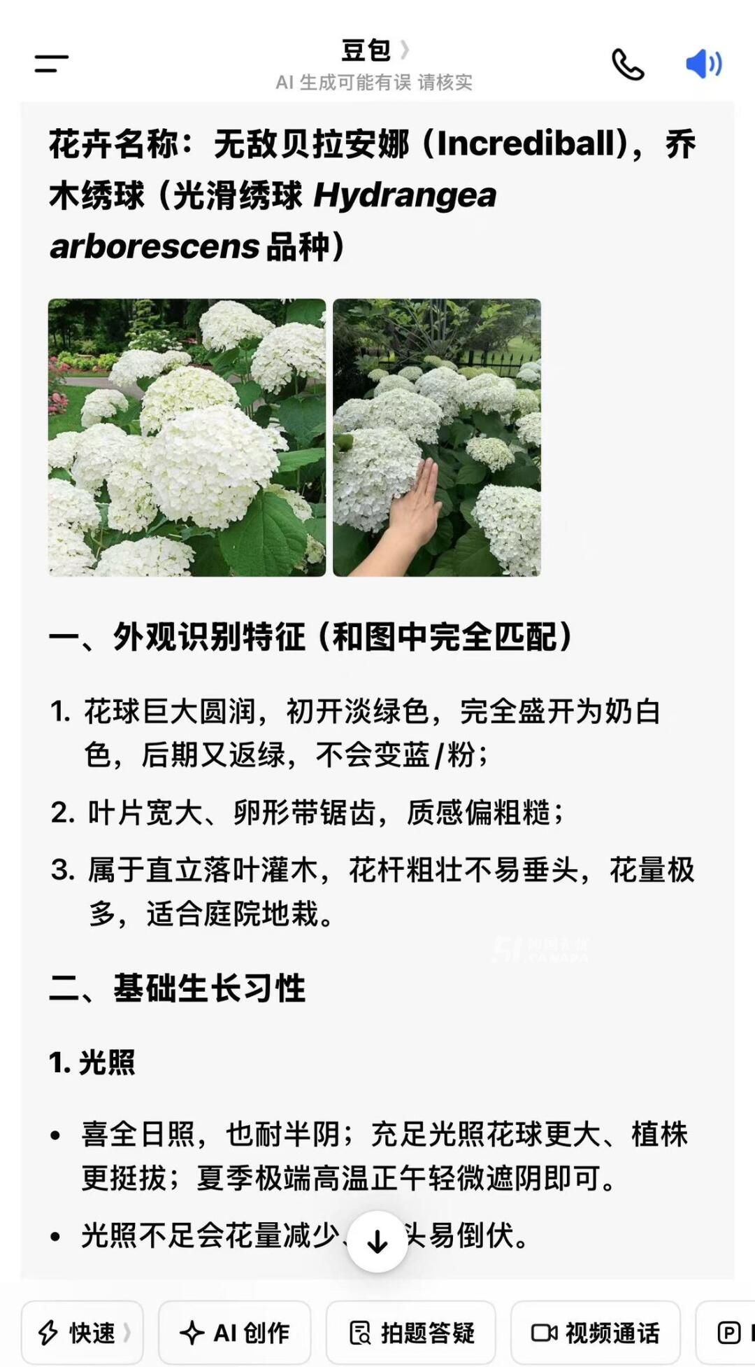 [集市好物]乔木绣球花